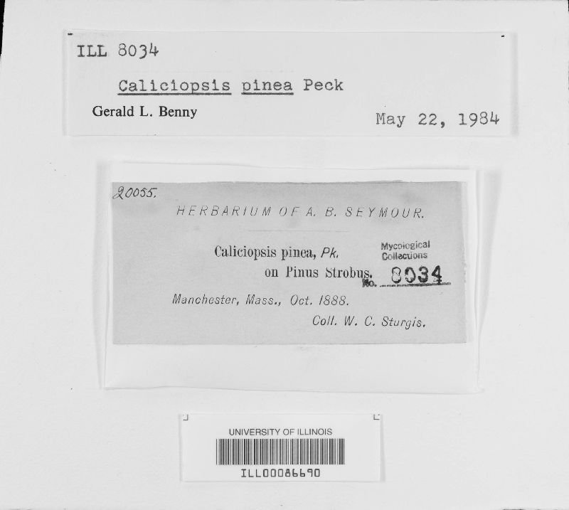 Caliciopsis pinea image