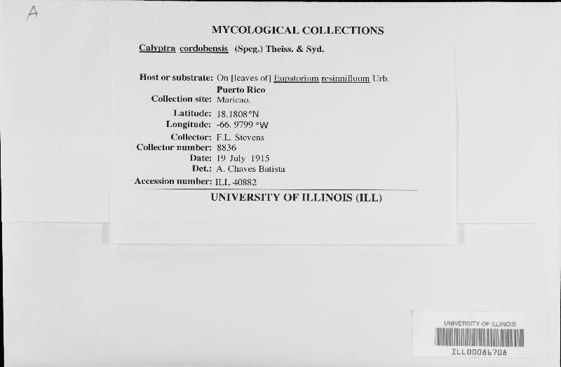 Calyptra image