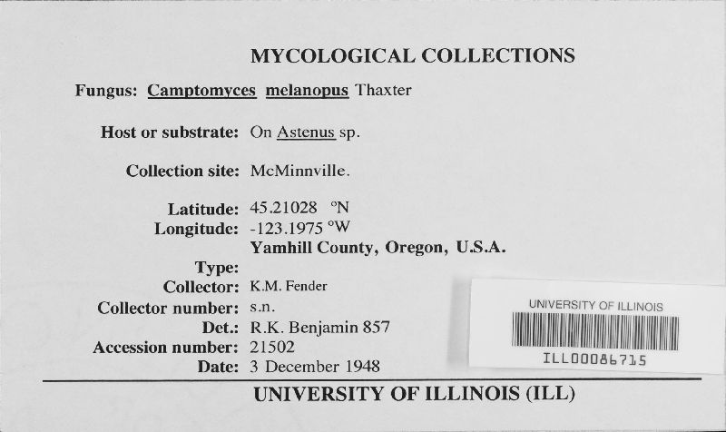 Camptomyces melanopus image
