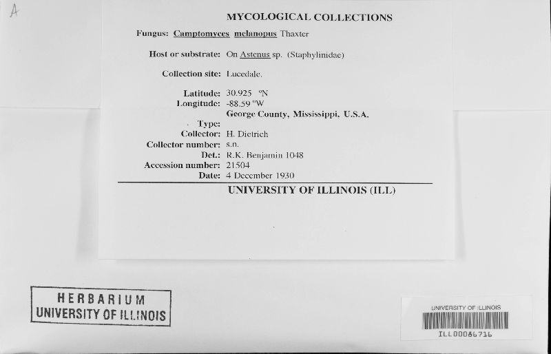 Camptomyces melanopus image