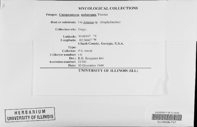 Camptomyces melanopus image