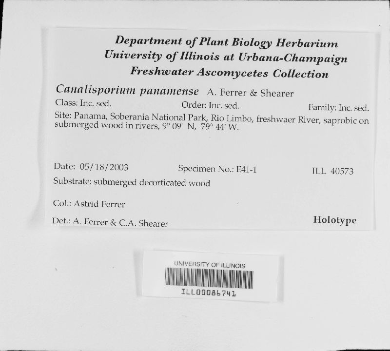 Canalisporium panamense image