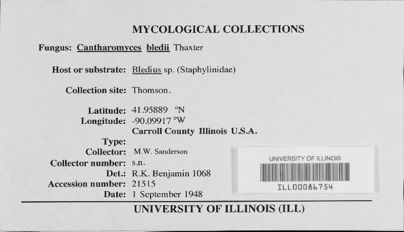 Cantharomyces bledii image