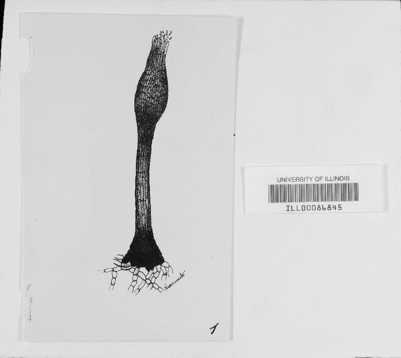 Chaetothyrium image
