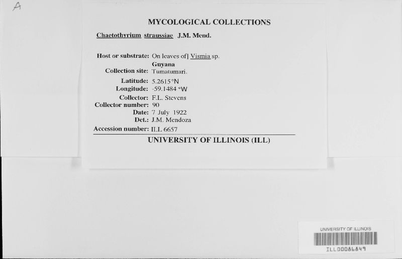 Chaetothyrium straussiae image