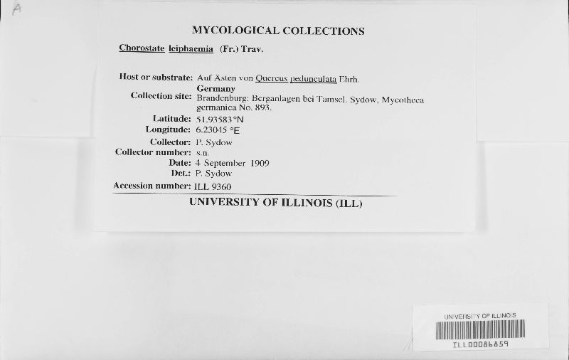 Dendrostoma leiphaemia image