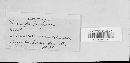 Claviceps purpurea image