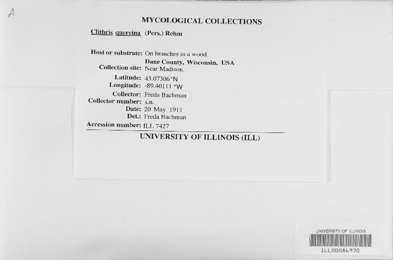 Colpoma quercinum image