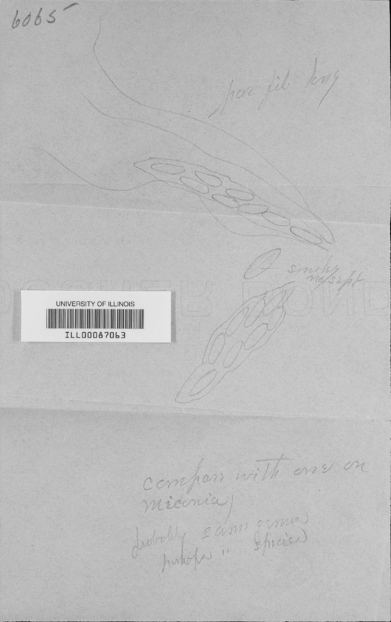 Coccostromopsis palmicola image