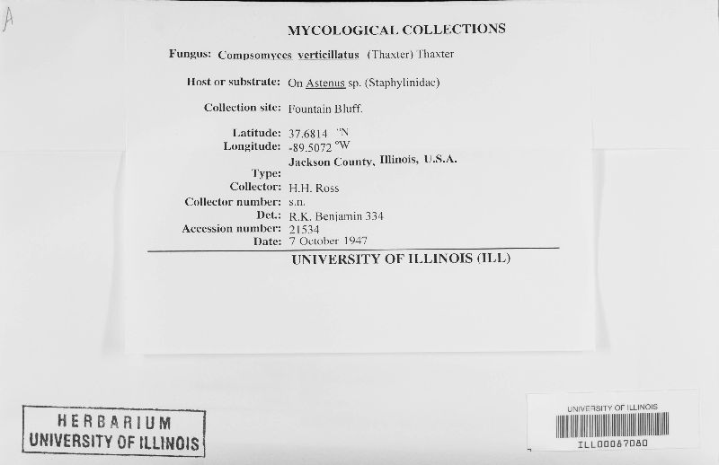 Compsomyces image