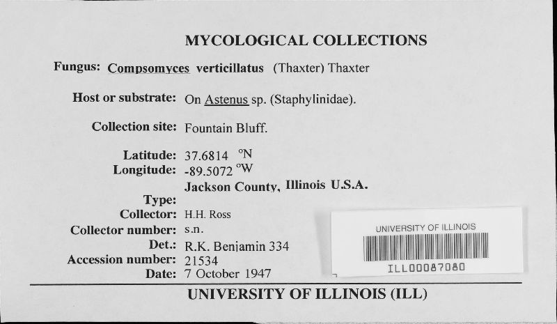 Compsomyces verticillatus image