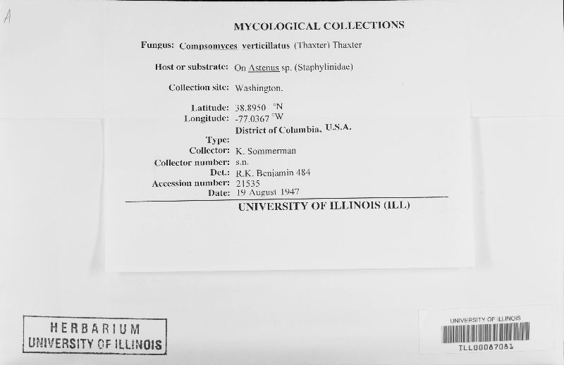 Compsomyces verticillatus image