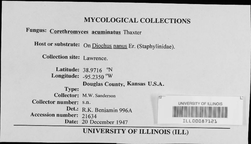 Corethromyces acuminatus image