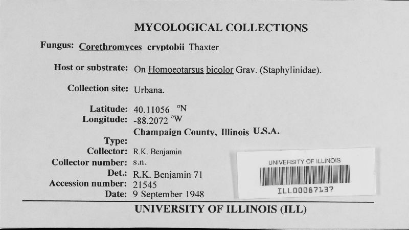 Corethromyces cryptobii image