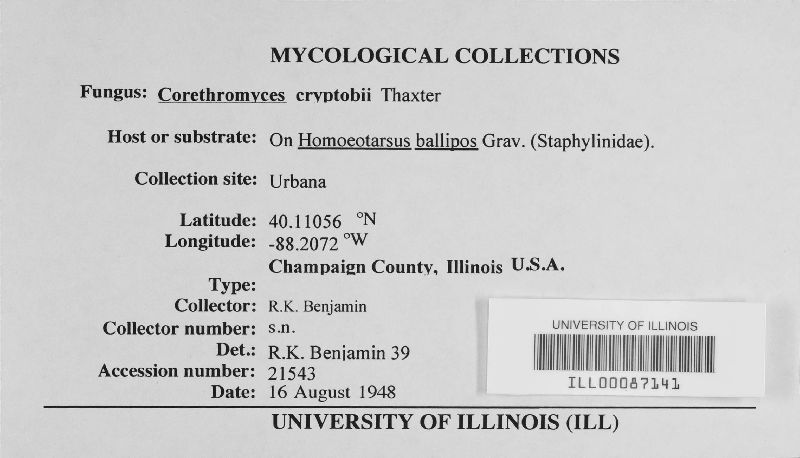 Corethromyces cryptobii image