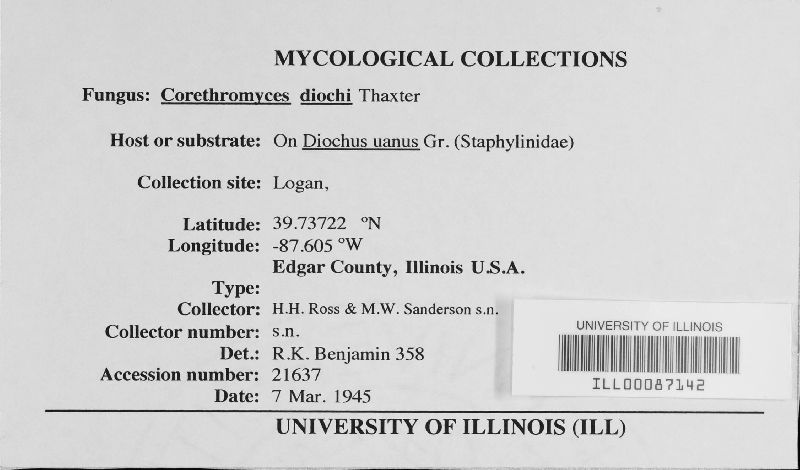 Corethromyces diochi image