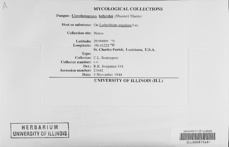 Sphaleromyces image