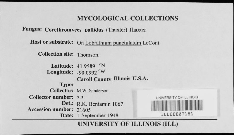 Rhadinomyces pallidus image
