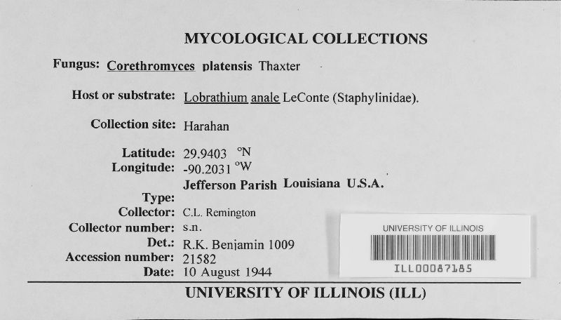 Corethromyces platensis image