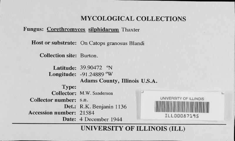 Diphymyces silphidarum image