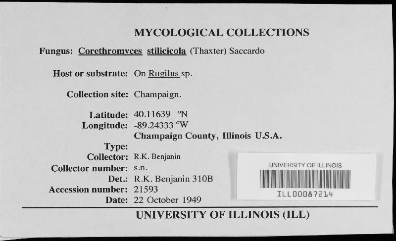 Corethromyces stilicicola image