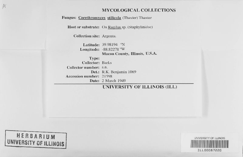 Corethromyces stilicola image