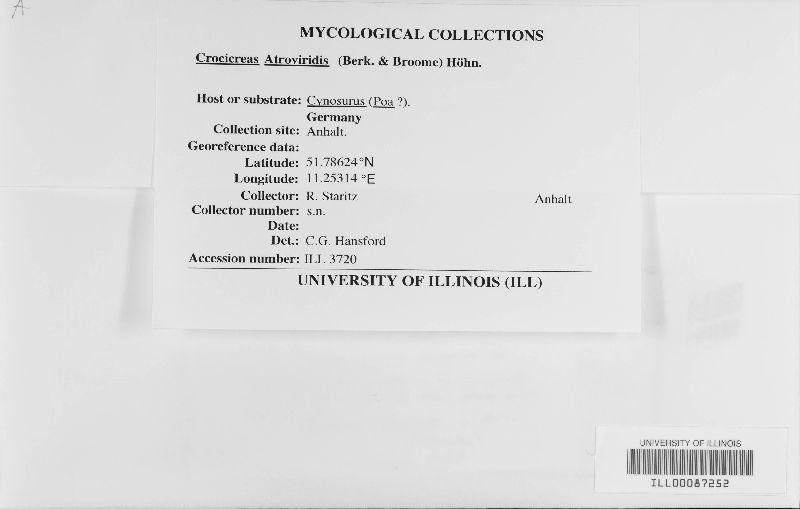 Myrothecium atroviride image