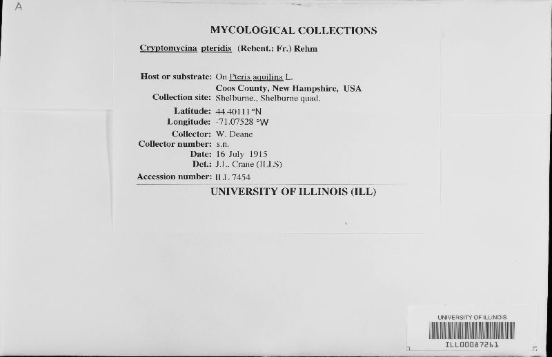 Cryptomycina pteridis image