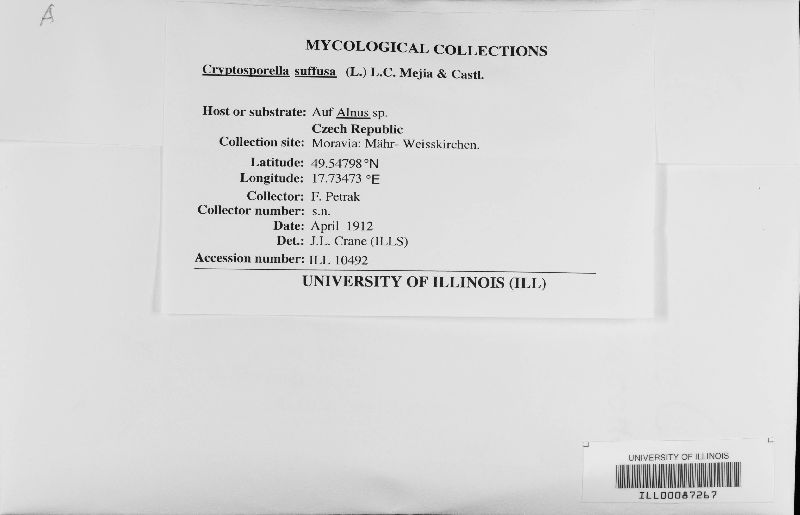 Cryptosporella suffusa image