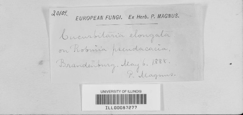 Cucurbitaria elongata image