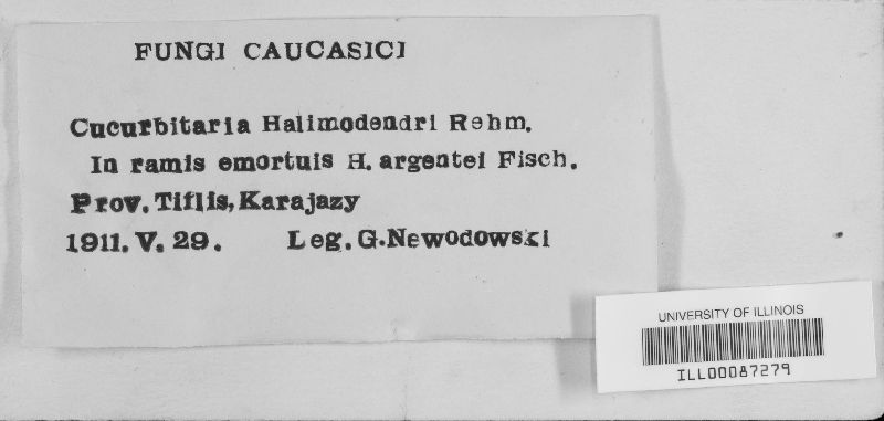 Cucurbitaria halimodendri image
