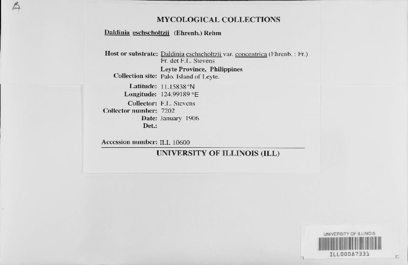 Daldinia eschscholtzii image