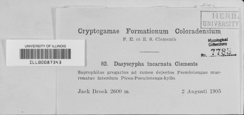 Dasyscyphus incarnatus image
