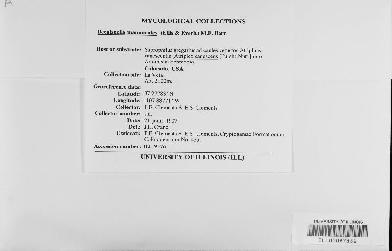 Decaisnella mammoides image