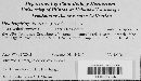 Dendryphiopsis atra image