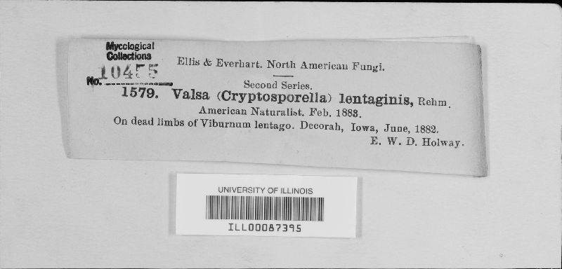 Diaporthe lentaginis image