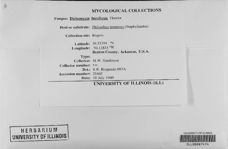 Dichomyces furciferus image