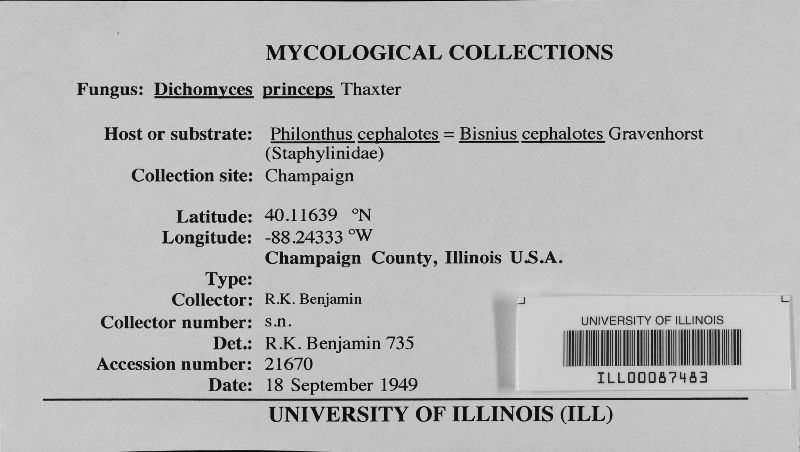 Dichomyces princeps image
