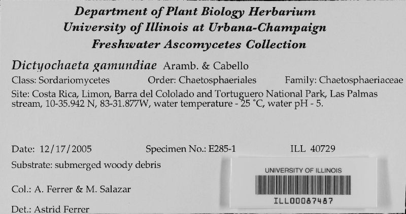 Dictyochaeta gamundiae image