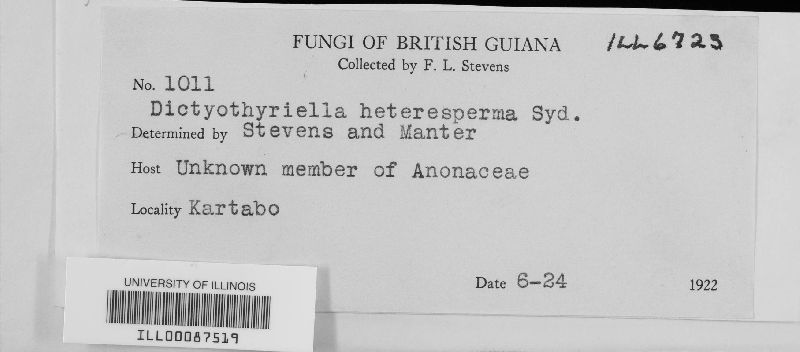 Dictyothyriella heterosperma image