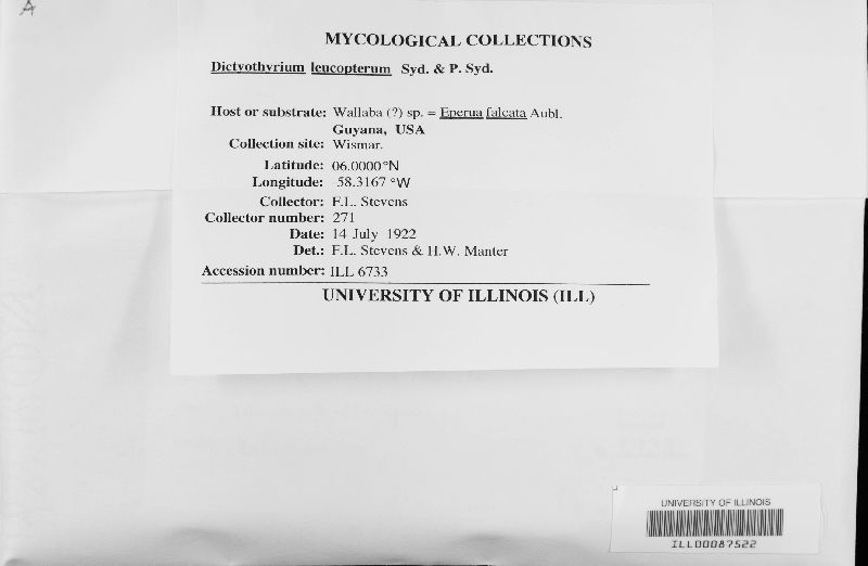 Dictyothyrium leucopterum image