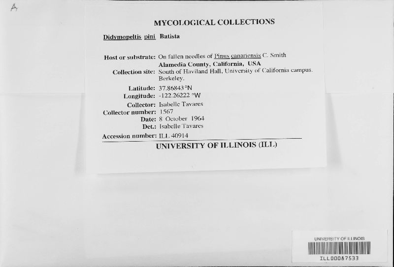 Didymopeltis pini image
