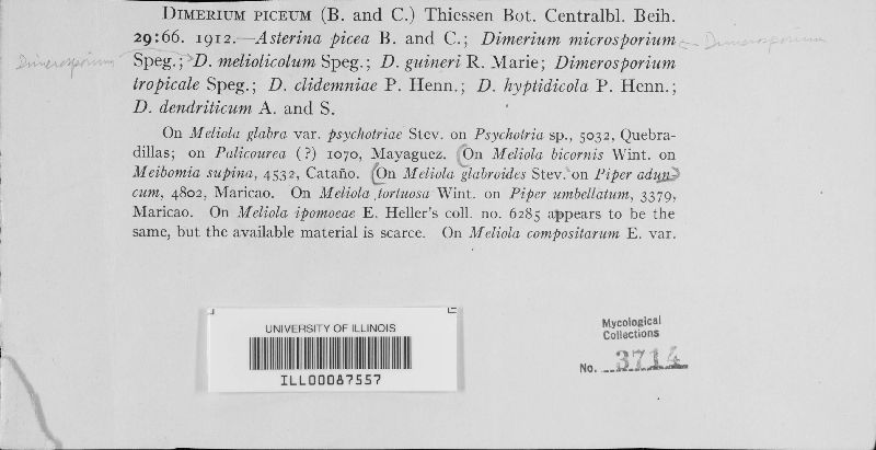 Phaeostigme picea image