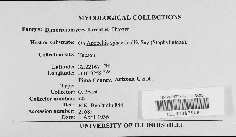 Dimorphomyces furcatus image