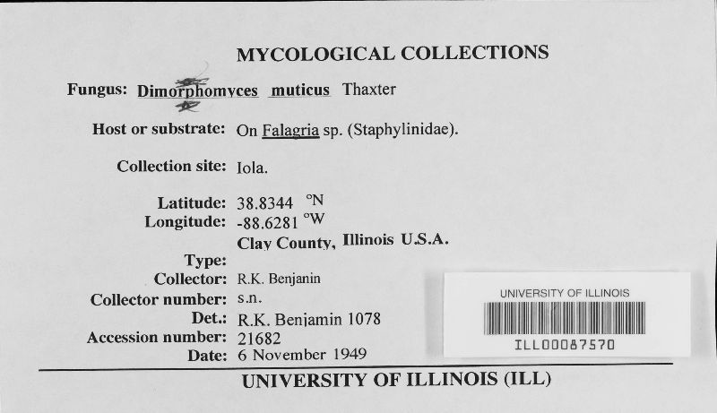 Dimorphomyces muticus image