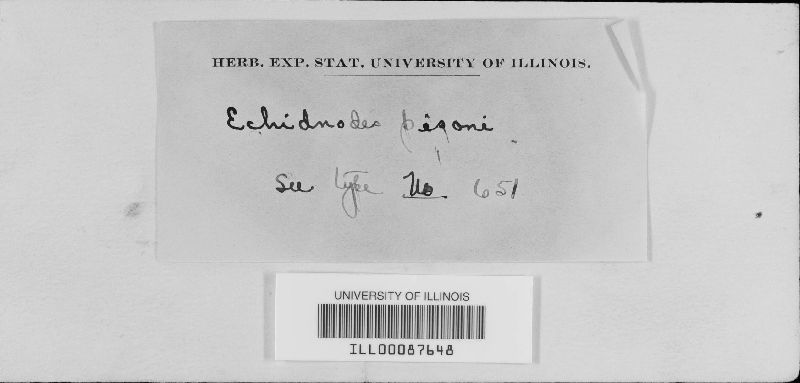 Echidnodes pisoniae image