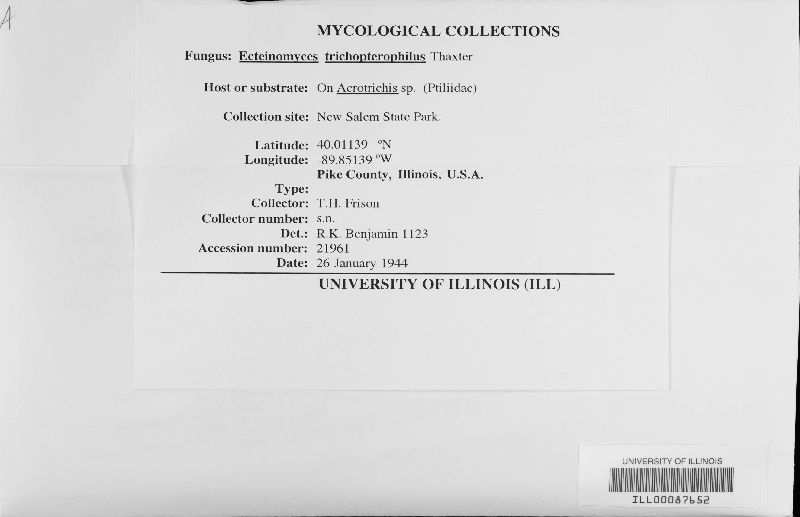 Ecteinomyces trichopterophilus image