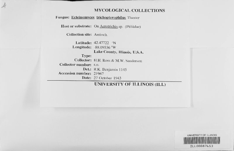 Ecteinomyces trichopterophilus image