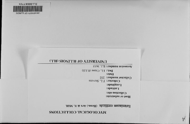 Epipolaeum cordiicola image