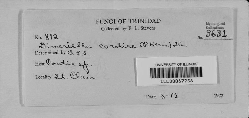 Epipolaeum cordiicola image
